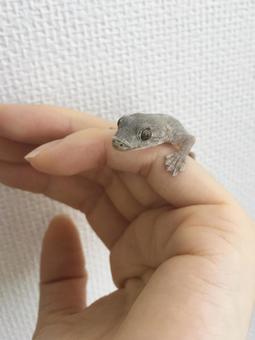 脱皮の始まり 人の手に乗るニホンヤモリ 脱皮の始まり 人の手に乗るニホンヤモリ ヤモリ,剥がれる,皮剥けの写真素材