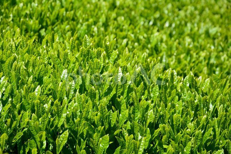新緑と茶畑の風景 新緑,新茶,茶の写真素材