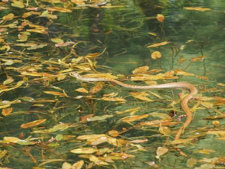 水面を進むヘビ ヘビ,へび,水面の写真素材