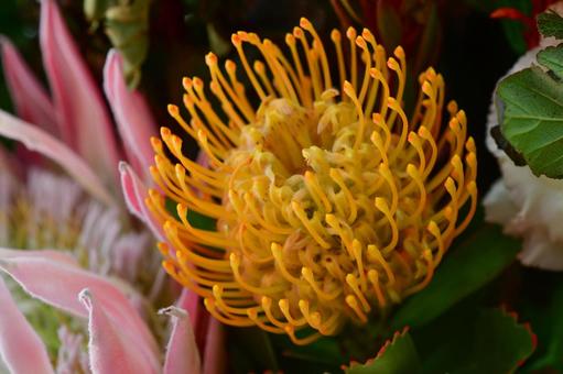 黄色いピンクッション ピンクッション,黄色,接写の写真素材