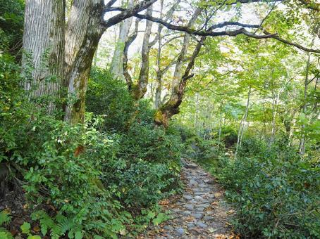 山道44 山道44 山,山道,山の中の写真素材