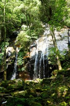 苔むした岩肌を流れ落ちる深緑の森林の滝 滝,渓谷,森林の写真素材