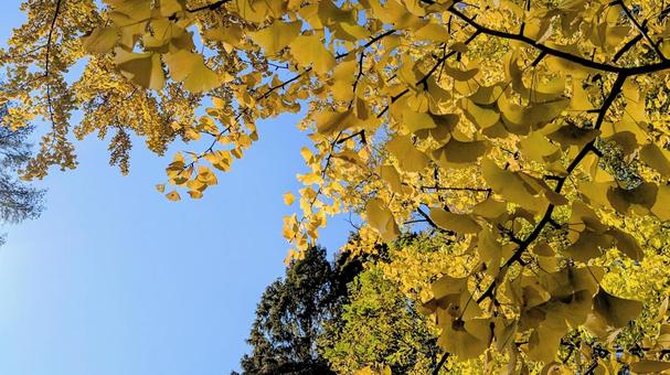 イチョウの黄葉 イチョウ,黄葉,黄色の写真素材