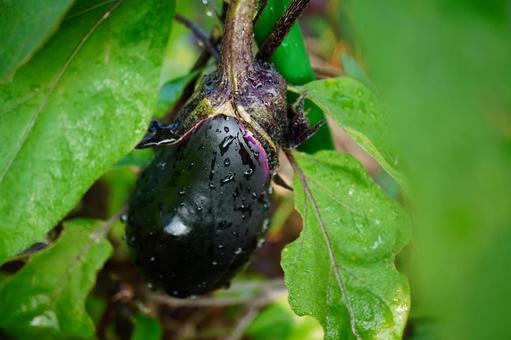 Photo, eggplant, field, vegetables, 
