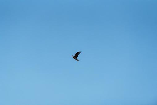 大空を優雅に舞うトビ 大空を優雅に舞うトビの写真
