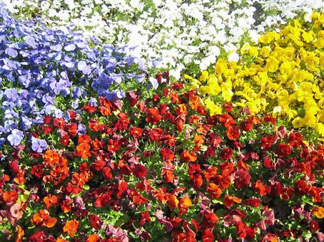 花08 花08の写真