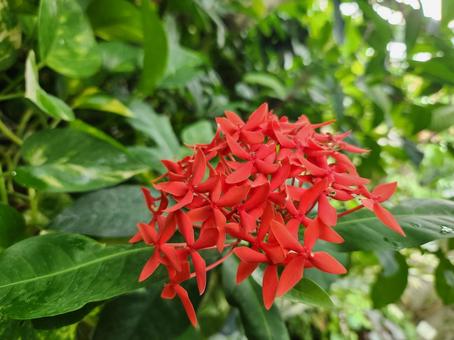 赤いサンタンカの花 赤いサンタンカの花の写真