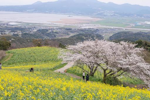 長崎県の白木峰高原に咲く菜の花と桜 長崎県の白木峰高原に咲く菜の花と桜 長崎県,長崎,桜の写真素材