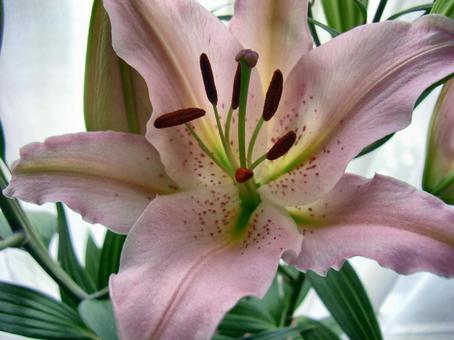 ユリの花-2 ユリの花-2の写真