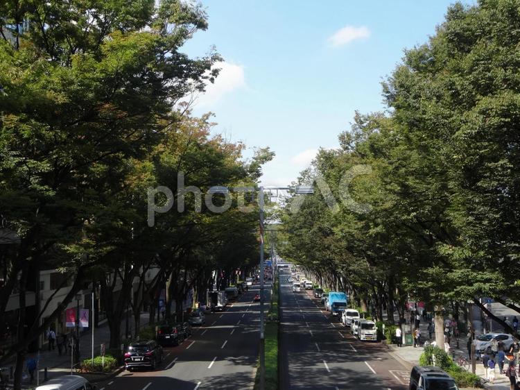 表参道の並木道　明治神宮方面 渋谷,表参道,渋谷区の写真素材