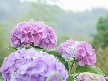 紫陽花のある風景 紫陽花のある風景の写真