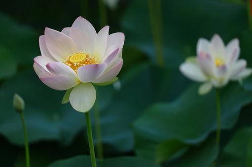 神聖な花 神聖な花 ハス,花,ハス科の植物の写真素材
