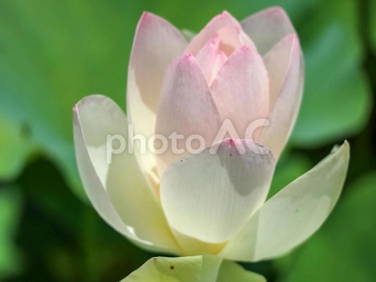 咲き誇るマイヒレン 蓮の花,ハスの花,はすの花の写真素材