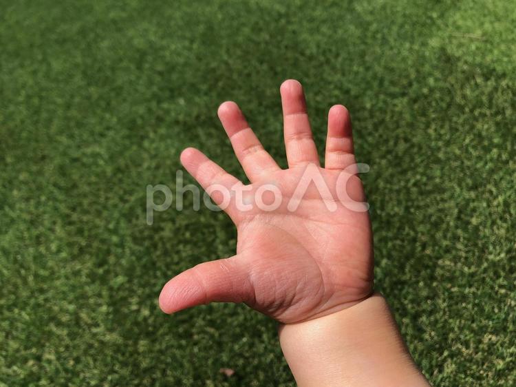 1歳児の赤ちゃんの左掌 手のひら,赤ちゃん,一歳の写真素材