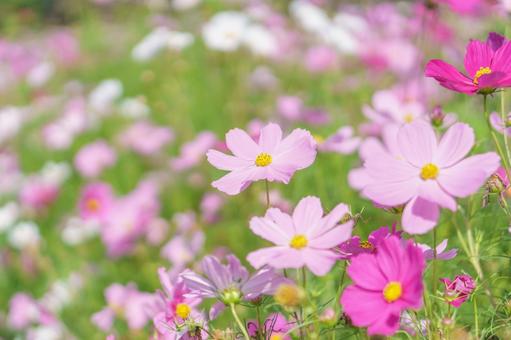Colorful cosmos fields, JPG