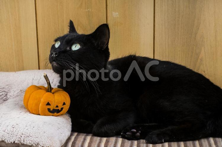 ハロウィンのカボチャと黒猫 ハロウィン,猫,カボチャの写真素材