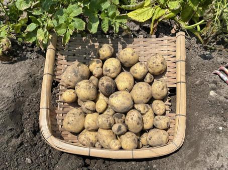 Photo, potato, hand, bamboo work, 
