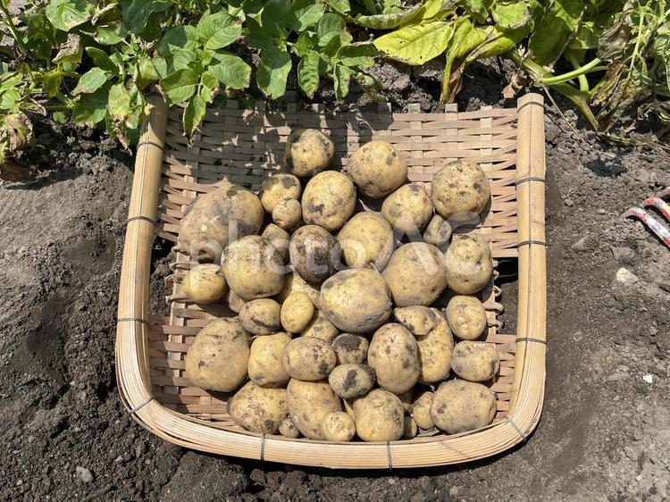 採れたてのじゃがいも じゃがいも,手箕,竹細工の写真素材