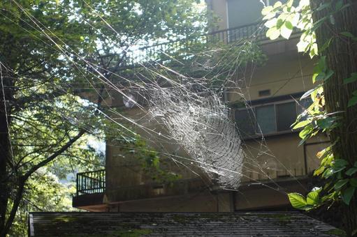 くもの巣 くも,蜘蛛,巣の写真素材