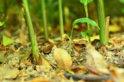 Photo, a ginger, condiment, plant, 