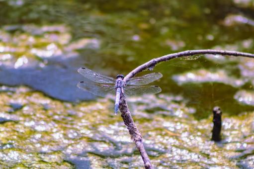 ハス池のトンボ3ー13 ハス池のトンボ3ー13 トンボ,自然,とんぼの写真素材