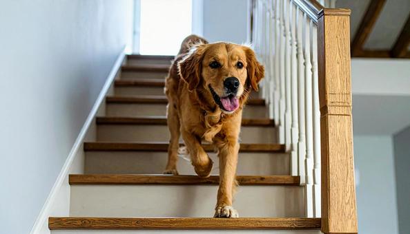 階段を駆け下りる犬 階段を駆け下りる犬の写真