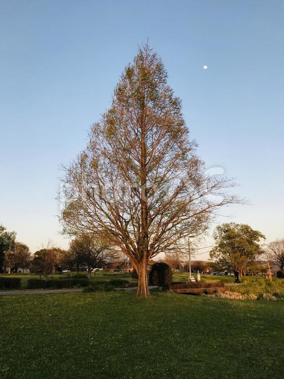 木と月 夕暮れ,木,一本の木の写真素材