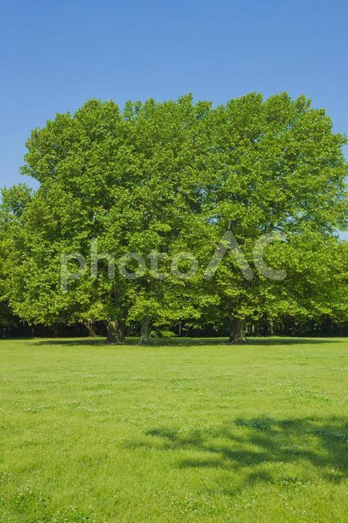 公園　木 公園,木,青空の写真素材
