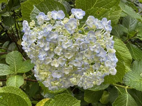 Hydrangea blue, JPG Hydrangea blue, JPG