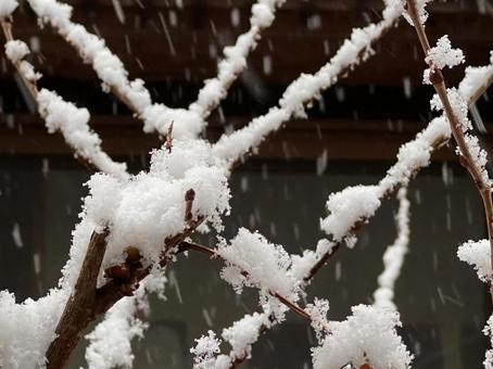 枝の雪 枝の雪の写真
