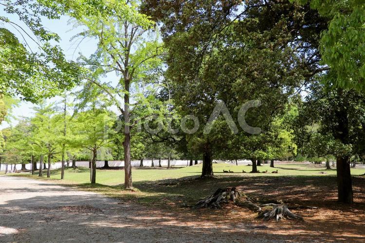 奈良公園の芝生と並木 奈良公園,芝生,並木の写真素材