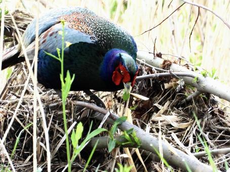 葉を食むキジの写真