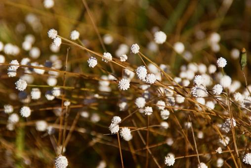 シラタマホシクサ 白玉星草,金平糖草,白の写真素材