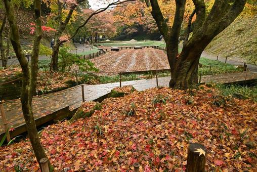 鎌倉 明月院 紅葉 鎌倉 明月院 紅葉の写真