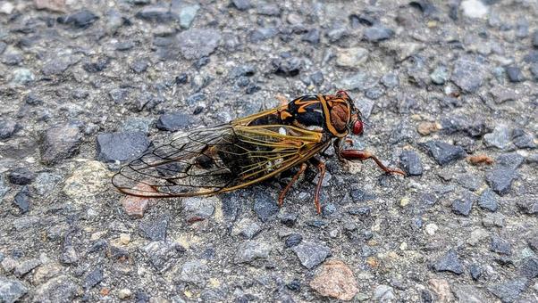 横から見たエゾゼミ 横から見たエゾゼミ エゾゼミ,生き物,虫の写真素材