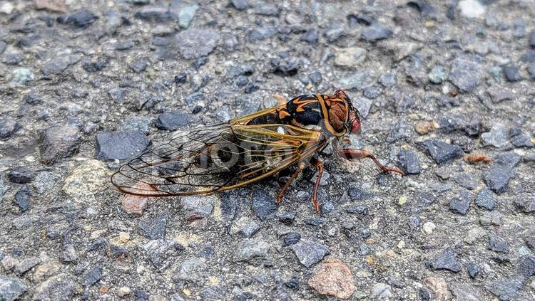横から見たエゾゼミ エゾゼミ,生き物,虫の写真素材