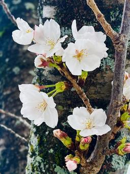 桜 桜の写真