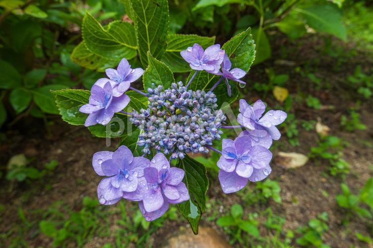 雨上がりのガクアジサイ ガクアジサイ,紫陽花,花の写真素材