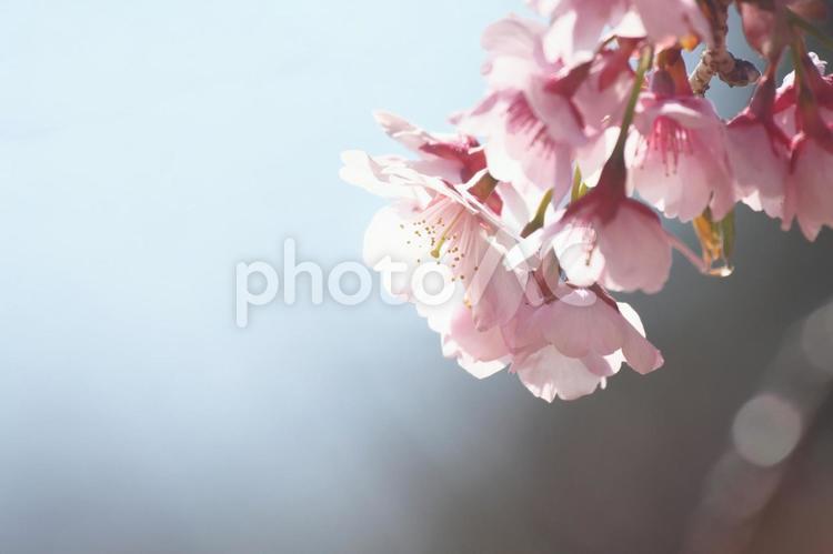 逆光でキラキラ明るいピンクの桜　クローズアップ＆背景ぼかし 桜,サクラ,さくらの写真素材