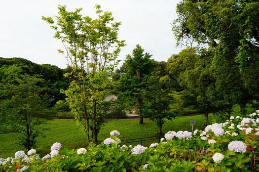アジサイの咲いた公園の風景 アジサイの咲いた公園の風景の写真