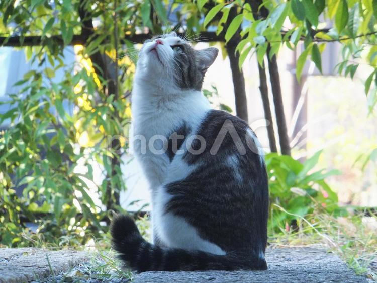 空を見上げる猫４ cat,ねこ,猫の写真素材
