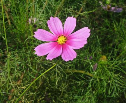 コスモス コスモス,アキザクラ,秋桜の写真素材