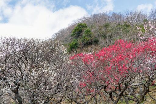 満開の紅梅と白梅のある風景 梅,迎春,梅の花の写真素材