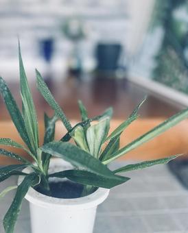 青年の木 青年の木の写真