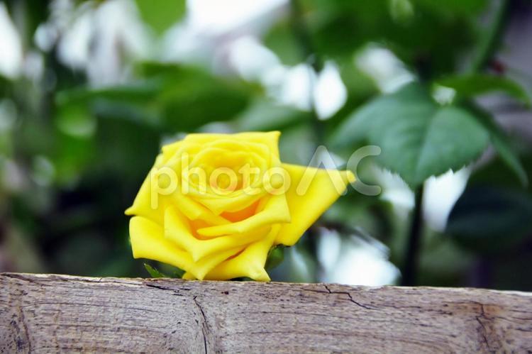 黄色いバラ バラ,薔薇,ばらの写真素材