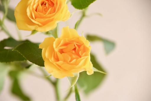 黄色い薔薇 黄色い薔薇の写真