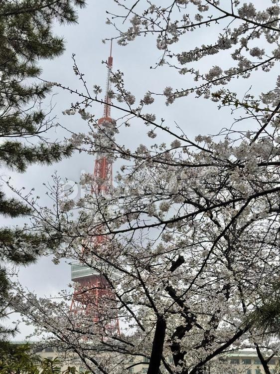 東京タワーとさくら 桜,東京タワー,サクラの写真素材