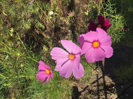 花 花の写真