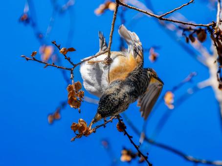枝にとまるアトリ 枝にとまるアトリ アトリ,獦子鳥,花鶏の写真素材