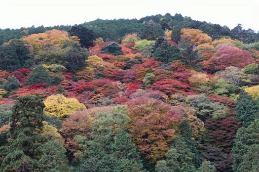 善峯寺の紅葉 善峯寺,紅葉,よしみねでらの写真素材